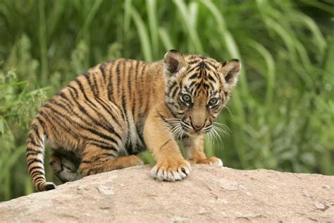 Can Baby Tigers Be Tamed? - Impressive Nature