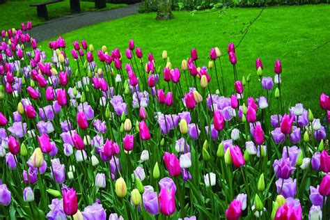 50 MIXED TRIUMPH TULIP BULBS SPRING FLOWERING HARDY SPRING GARDEN PERENNIAL | eBay