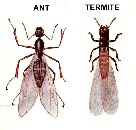 10 Tips on How to Control Flying Ants