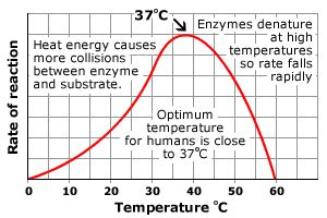 How Does Heat Affect Enzyme Activity