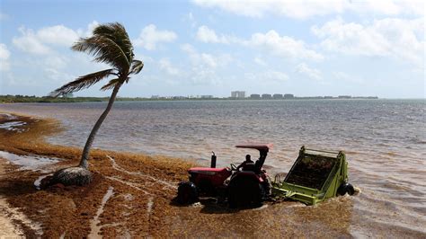 A Giant Blob of Seaweed Is Heading to Florida - The New York Times