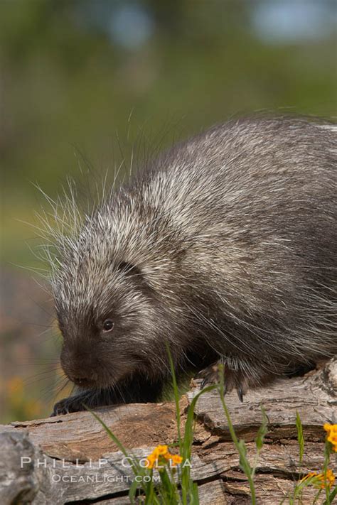 North American porcupine, Erethizon dorsatum, #15937