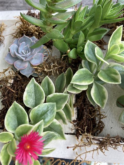 Trailing Succulent With Pink Flowers / Succulents With Pink Orange Red ...