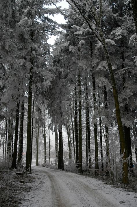 Winter Forest by sun-stock on DeviantArt