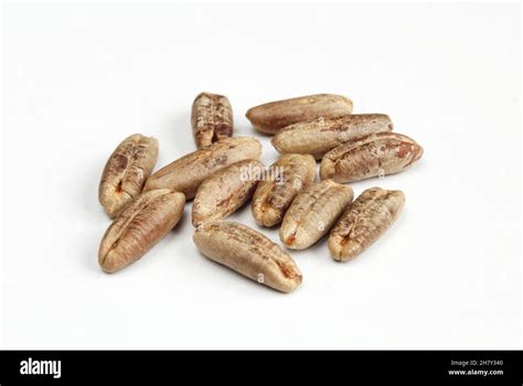 Group of date seeds isolated on white background Stock Photo - Alamy