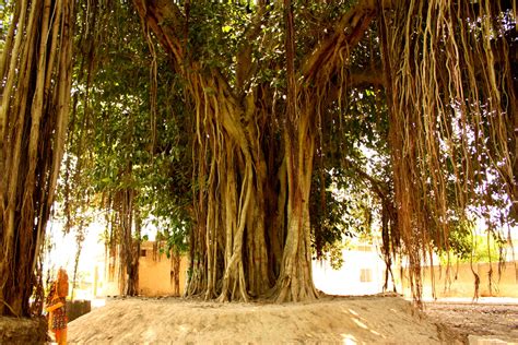 Save Banyan Trees - Green Heritage Preservation | Aneeqa Bashir