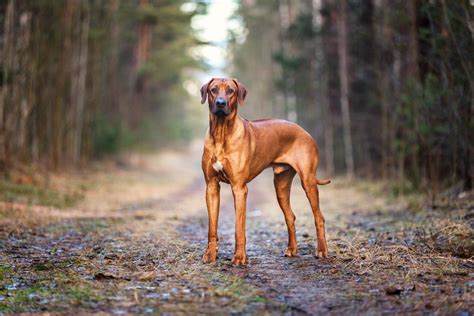 Rhodesian Ridgeback Kills Lion