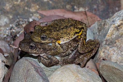 Frog breeding — Life in a Southern Forest