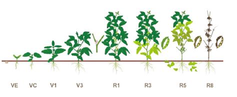 Development stages of soybean [72]. | Download Scientific Diagram