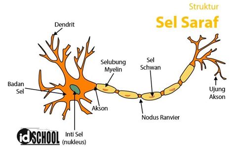 Detail Gambar Dan Jelaskan Keterangan Sel Saraf Neuron Koleksi Nomer 7