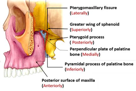 Pterygopalatine Fossa – Anatomy QA