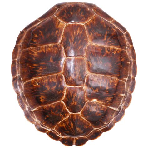 Mounted Snapping Turtle Shell For Sale at 1stDibs