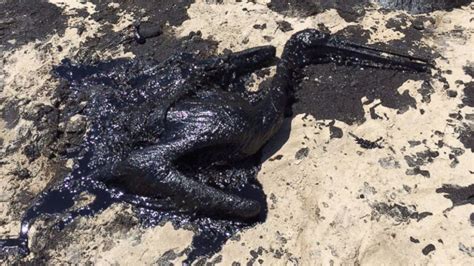 PHOTOS: California oil spill has deadly effect on wildlife - ABC7 Los Angeles