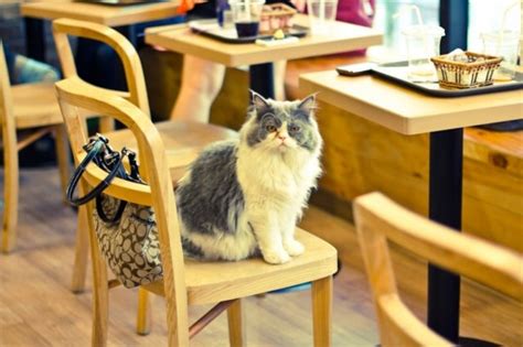 Your Dreams Are Coming True, North America Is Getting Its First Cat Cafe | The Mary Sue