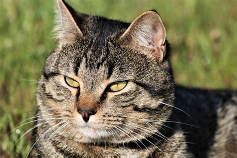 √ Téléchargement gratuit! photo chaton tigré gris 226000