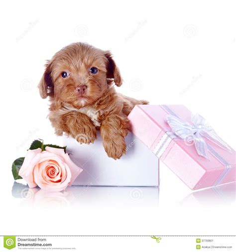 Puppy in a Gift Box and a Rose Stock Image - Image of friendship ...