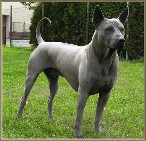 thai ridgeback | Hunde