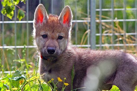 What Wolf Pups That Play Fetch Reveal About Your Dog - The New York Times