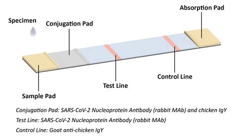 New Product: COVID-19 Antigen Test Kit