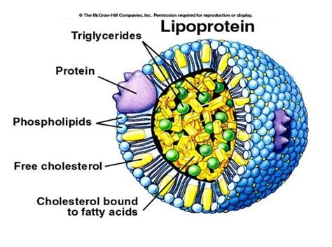 Why Lipoproteins Is Very Important For Your Body? | Cholesterol Diseases