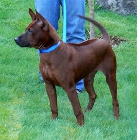 Ridgeback Dog Breeds Brown | All Dog Breeds | สุนัข, หมา