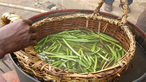 How to Grow Vanilla Beans: Cultivating the Vanilla Orchid - Forestry ...