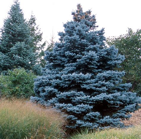 Colorado Blue Spruce (10 Bareroot Seedlings) - York County Conservation ...