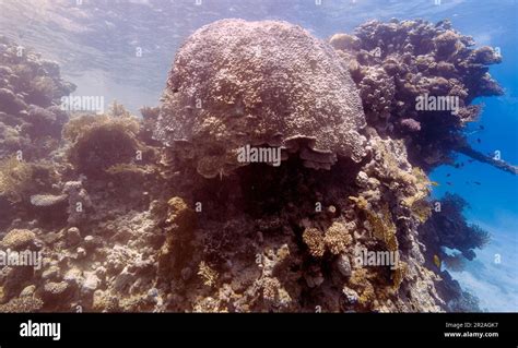 Coral reefs in the Red Sea, Egypt Stock Photo - Alamy