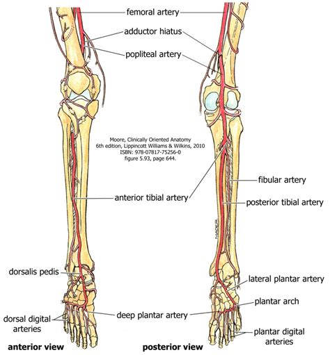 Blood Supply to the Leg and Foot – Human Anatomy for Physician ...