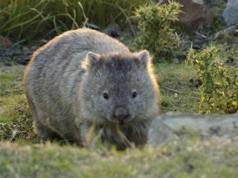 Tasmania wildlife tour | Responsible Travel