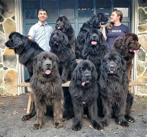 15 Reasons Why You Should Never Own Newfoundland Dogs