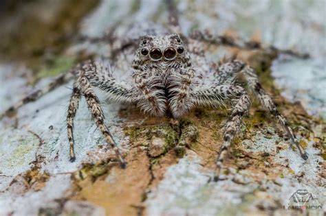 White Camo Spider by Anrico De Silva on 500px