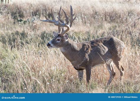 Massive Whitetail Buck with Numerous Kicker Points on Antlers Stock ...