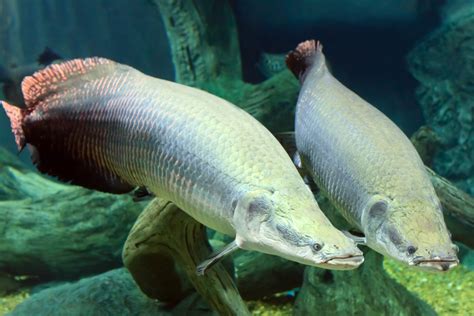 Dead South American Arapaima Found in Florida's Caloosahatchee River ...