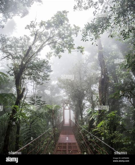 A bridge in the Monteverde Cloud Forest biological reserve Costa Rica ...