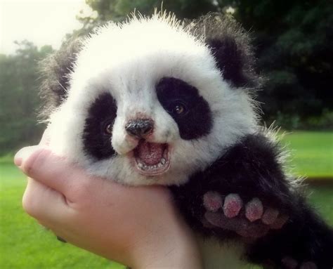 Cute panda bear cub - Wild animals wallpaper