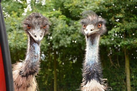 7 Fakta Unik Burung Emu, Burung Raksasa Bersayap Mini