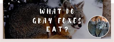 ᐅ What Do Gray Foxes Eat? | Understanding Their Diet