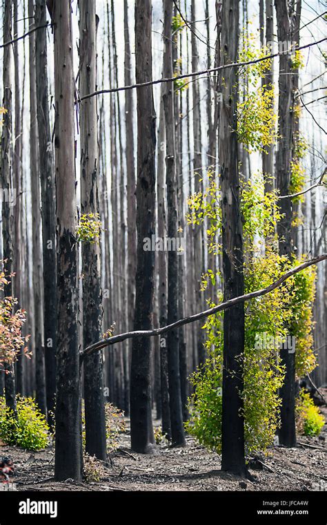 After a forest fire in South Africa Stock Photo - Alamy