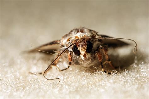 Moth Damage Remediation | Rug & Carpet Cleaning