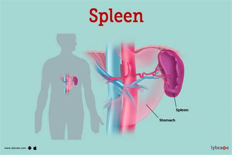 Spleen (Human Anatomy): Picture, Function, Diseases and More