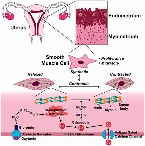 Myometrium