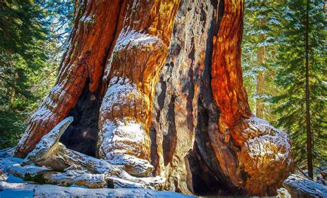 Sequoia Trees in Yosemite - A Magical Experience - Hike Bike Travel | Yosemite national park ...