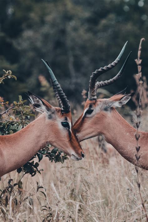 A photo all way from South Africa : r/wildlifephotography