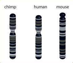 DNA: Comparing Humans and Chimps