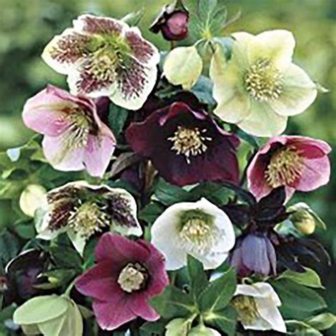 Helleborus - Classic Floral, Inc.