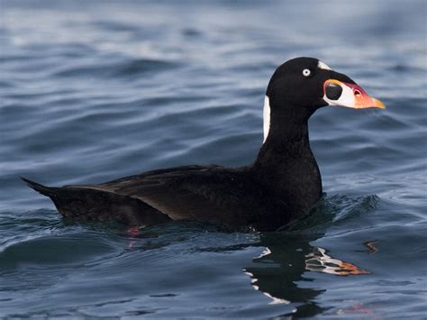 Mike Jackson's Paddling Journal: Birds I have seen paddling recently