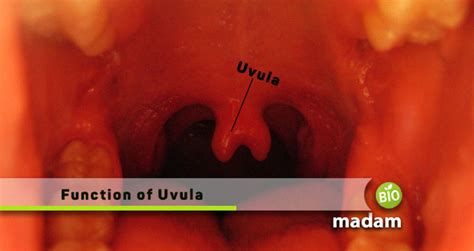 Function of Uvula - biomadam