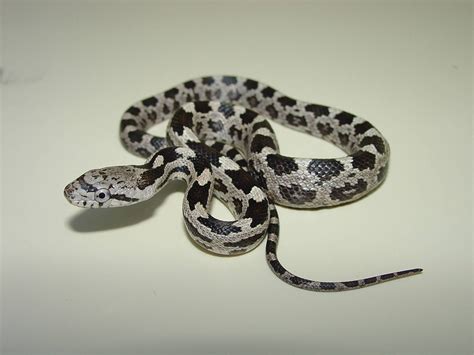 Newborn Timber Rattlesnake