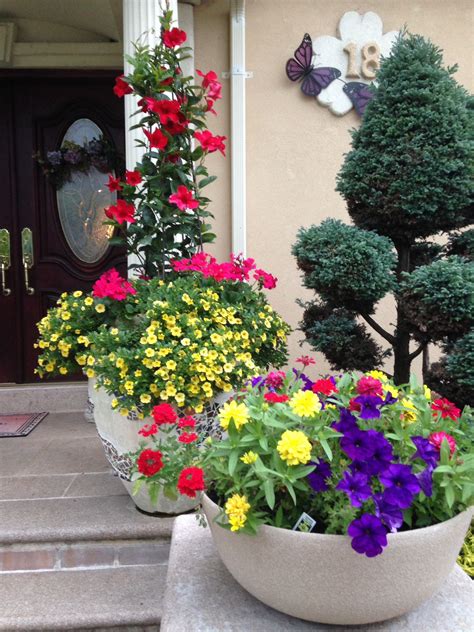 My pot arrangement , mandevilla | Outdoor flower boxes, Flower pots outdoor, Flower pots